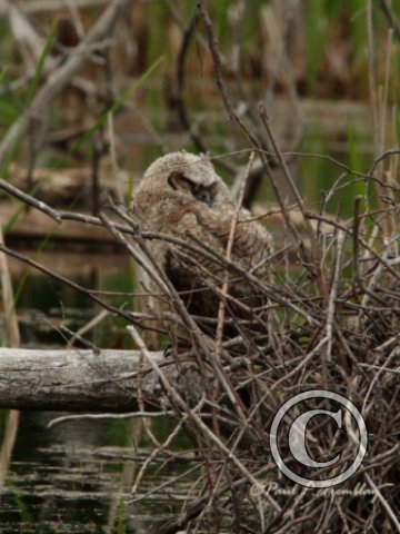 IMG_1610  Young Great Horned Owl Sleeping©