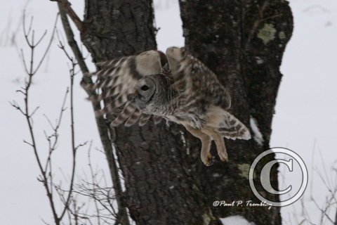 BarredOwl_IMG_0792 18x12