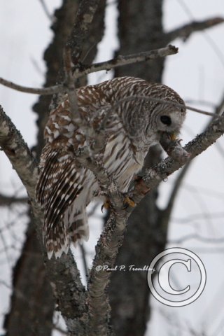 BarredOwl_IMG_0803 12x18