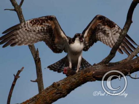 IMG_3808 Young Osprey dining copy