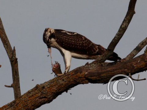 IMG_3919 Young Osprey diggin' in© copy