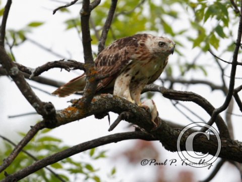 IMG_8526 Redtailed Hawk ©
