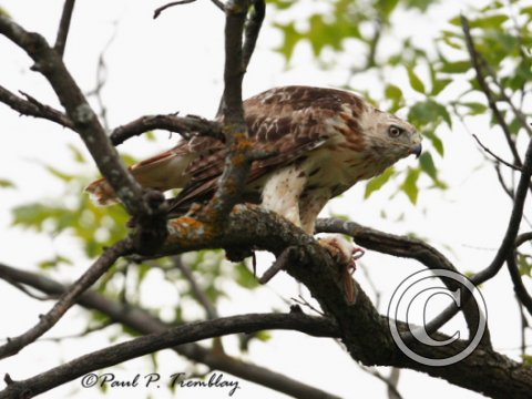 IMG_8530 Redtailed Hawk ©