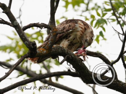 IMG_8532 Redtailed Hawk ©