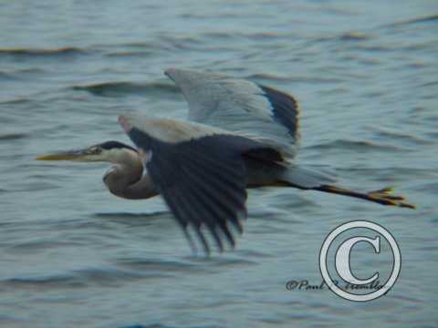 DSC00024 Heron ©