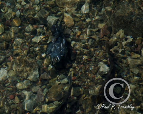 IMG_4615 Harlequin Duck & Trout - Jasper, AB copy