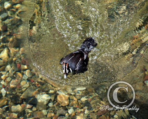 IMG_4618 Harlequin Duck (Diving) - Jasper, AB copy