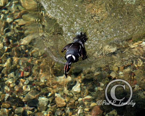 IMG_4619 Harlequin Duck (Diving) - Jasper, AB copy