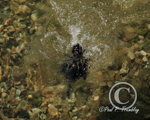 IMG_4620 Harlequin Duck (Diving) - Jasper, AB copy