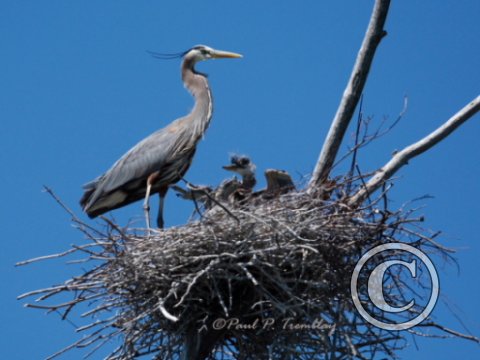 IMG_0244 Heron with Young©