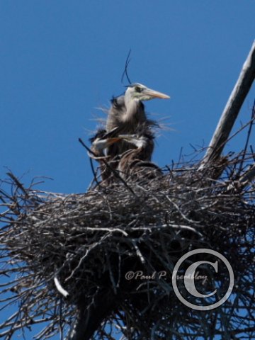 IMG_0406 Heron with Young©