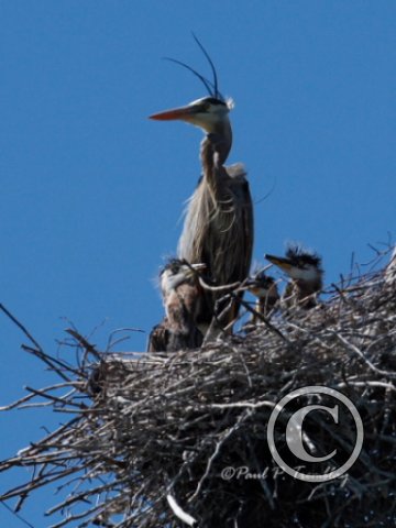 IMG_0448 Heron with Young©