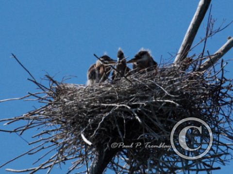 IMG_0467 Young Herons©