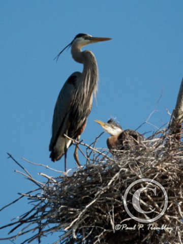 IMG_0528 Heron with Young©