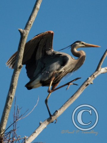 IMG_0542 Heron climbing©