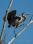 IMG_0542 Heron climbing©