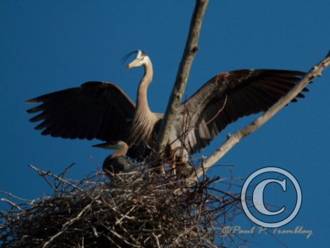 IMG_0587 Heron with Young©