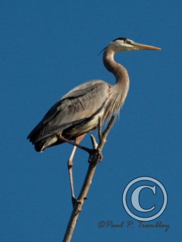 IMG_0602 Heron perched©