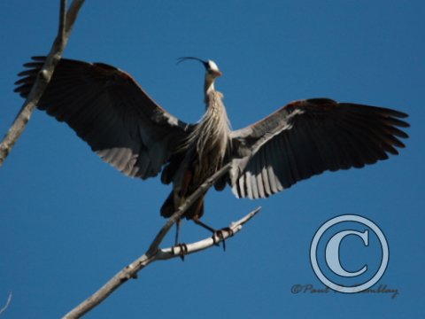 IMG_0743 Heron Spreading Wings©