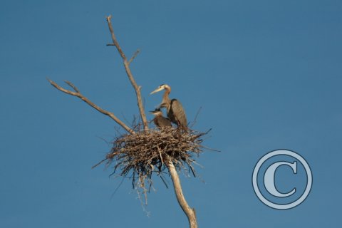 IMG_1236 BlueGrey Heron and Chick