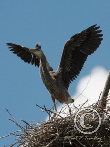 IMG_2708 Young Heron Spreading Wings©