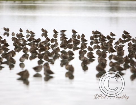 11_NOV_IMG_6786_Western_Sandpiper copy