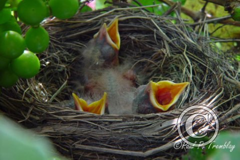 DSC00017 Robin Chicks copy