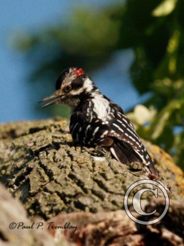 IMG_6409 Downey Woodpecker©
