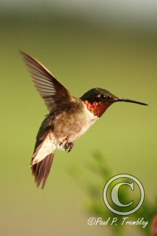 IMG_8398 Male HummingBird copy