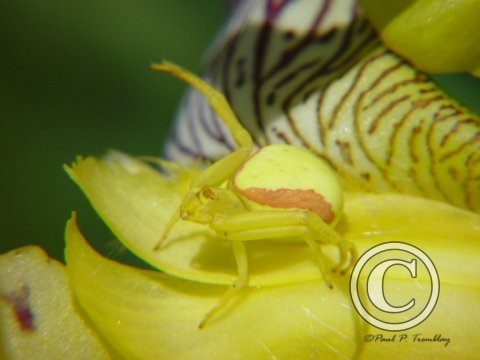 DSC00013 Yellow Crab Spider©
