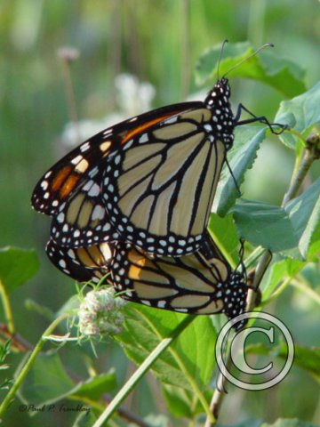 DSC00024 Mating Monarchs©