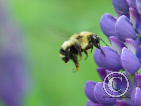 DSC00025 Hovering Bee©