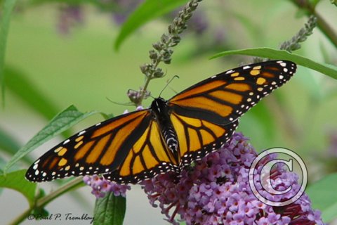 DSC00044 Monarch Butterfly©
