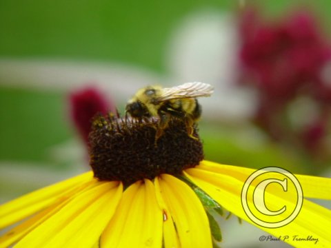 DSC00052 Bee on Flower©