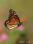 IMG_3732_Monarch_in_Flight copy