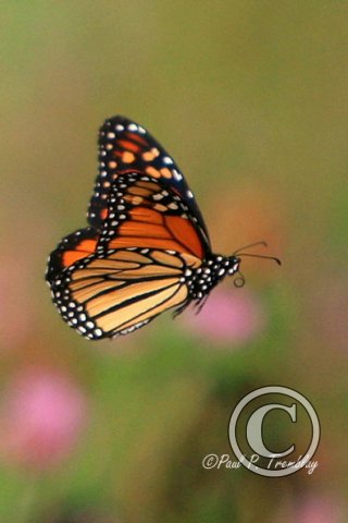 IMG_3732_Monarch_in_Flight copy