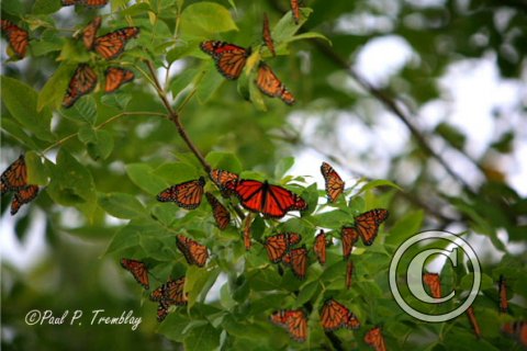 IMG_4085_18x12 copy