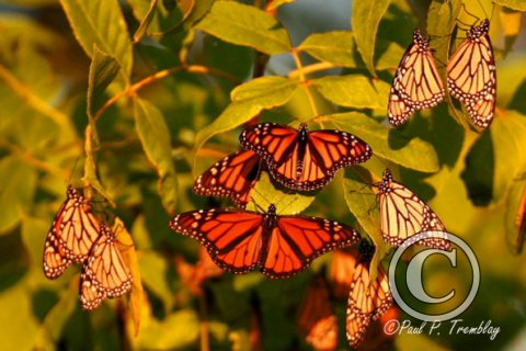 IMG_4207_Monarchs (2) copy