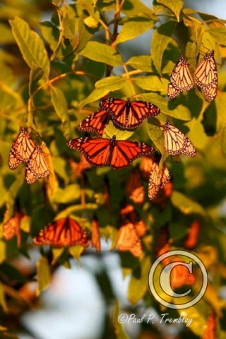 IMG_4207_Monarchs copy