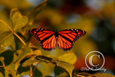 IMG_4231_Hovering_Monarch copy