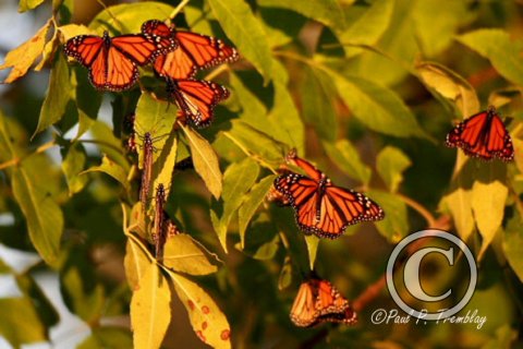 IMG_4239_Monarchs copy