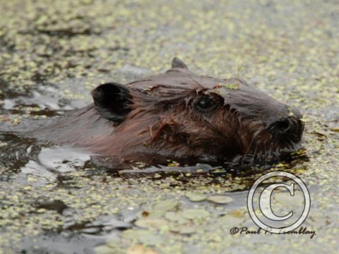 IMG_2425 Beaver Closeup©