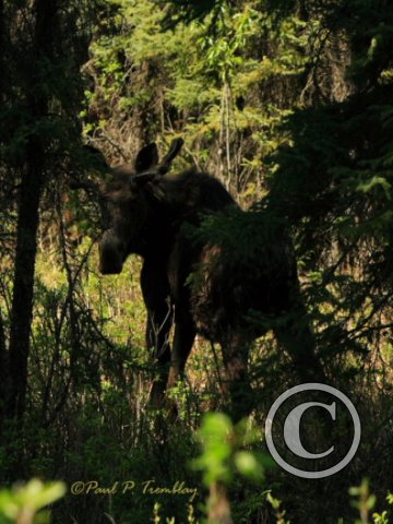 IMG_4741 Bull Moose©