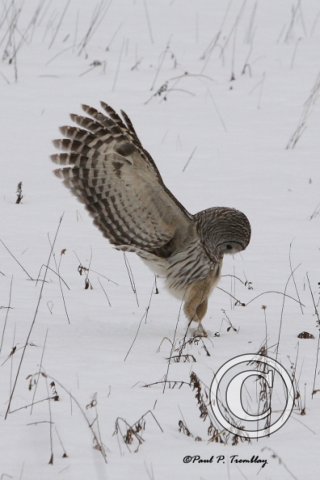 BarredOwl_IMG_0725 12x18