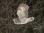 BarredOwl_IMG_0768 18x12