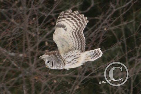 BarredOwl_IMG_0768 18x12