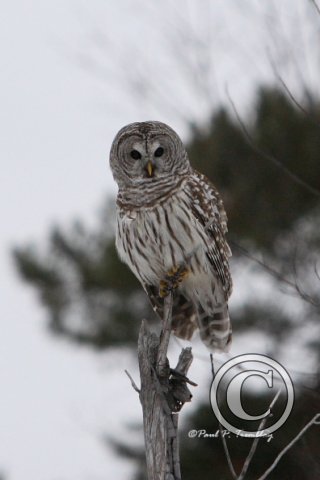 BarredOwl_IMG_0833 12x18