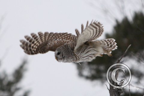 BarredOwl_IMG_0839 18x12