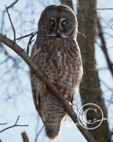 GreatGrayOwl_IMG_0317_8x10