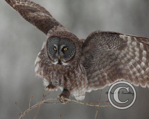 GreatGrayOwl_IMG_0646_10x8